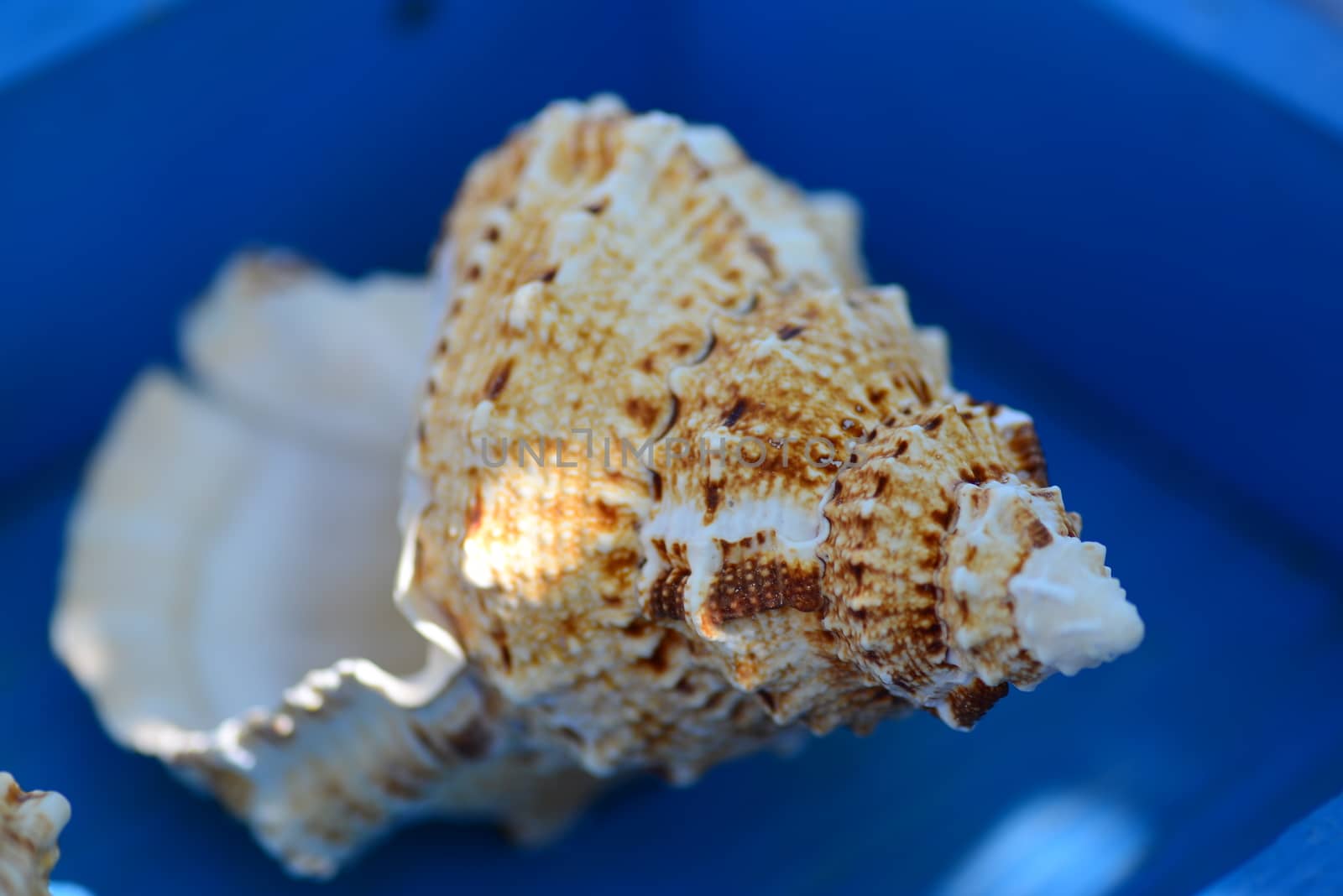 beach conch shells by nikonite