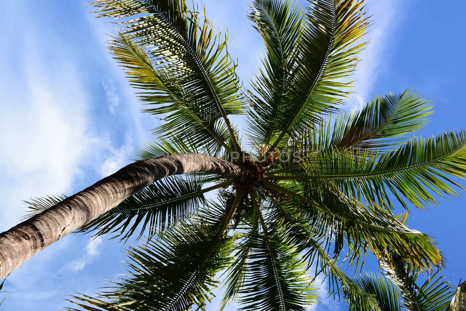 coconut palm tree with blue sky