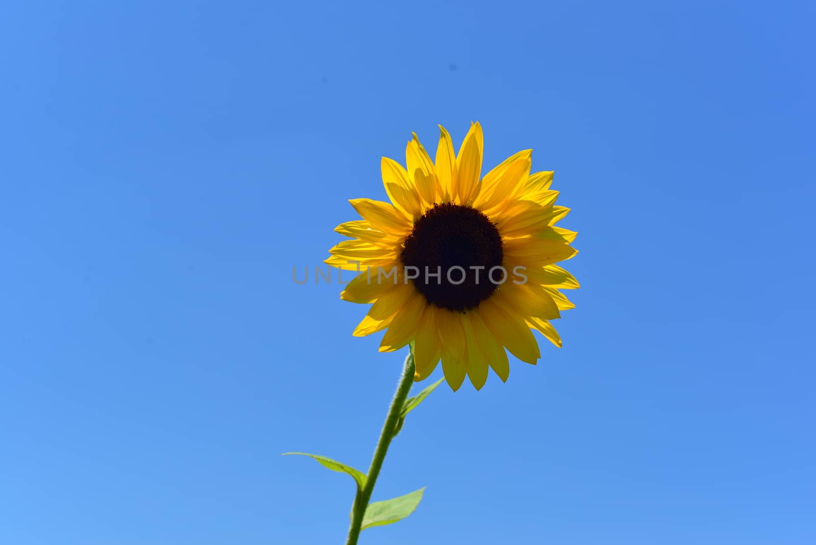 bright yellow Sunflower flower in bloom in spring