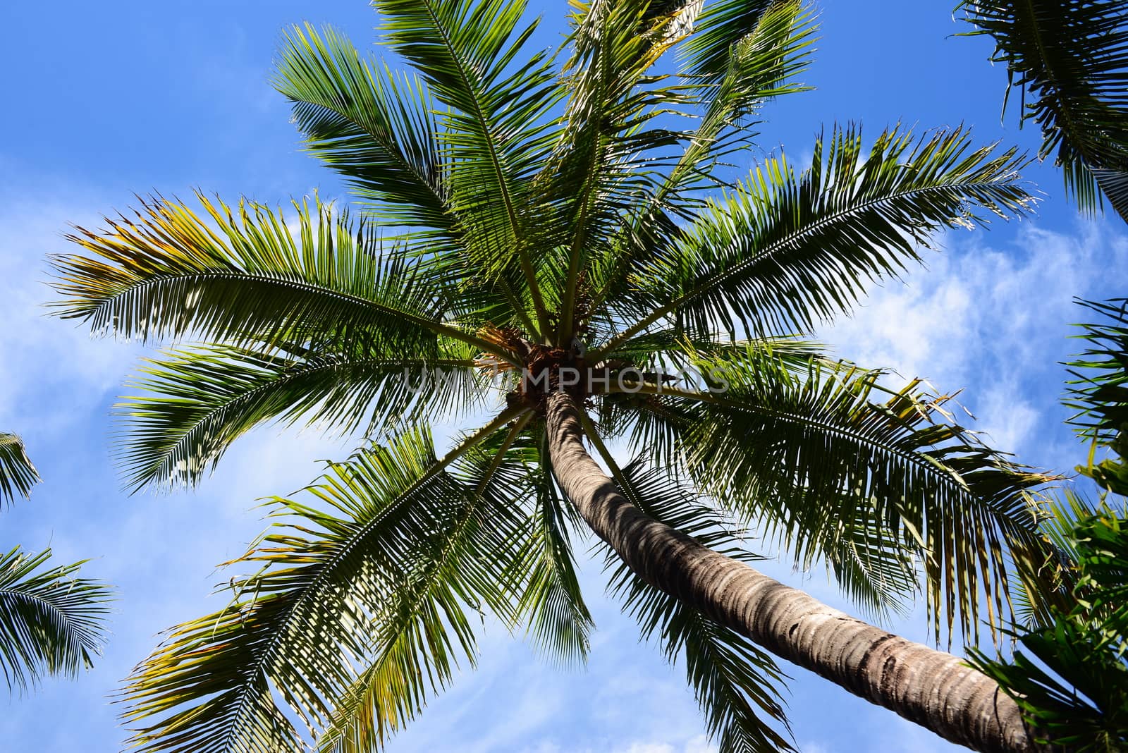 coconut palm tree with blue sky