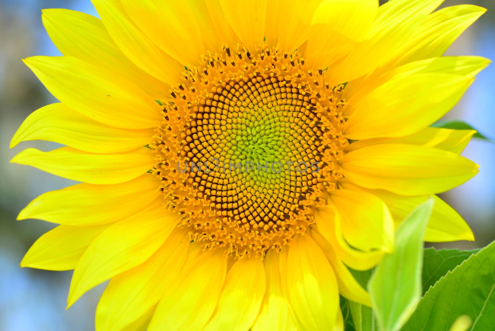 Sunflower flower by nikonite