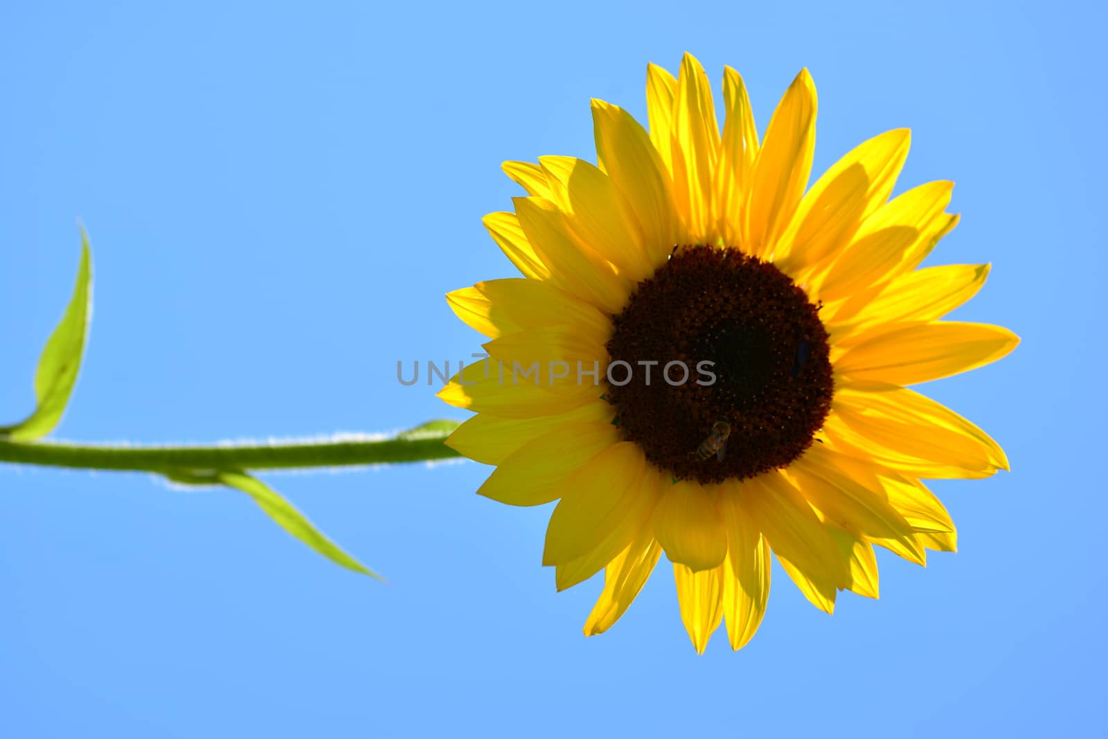 bright yellow Sunflower flower in bloom in spring