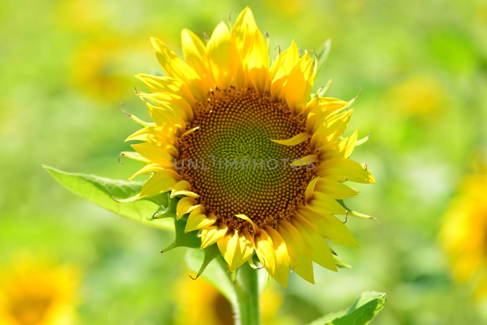 bright yellow Sunflower flower in bloom in spring