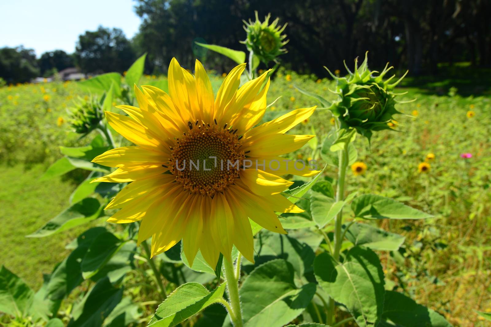 bright yellow Sunflower flower in bloom in spring