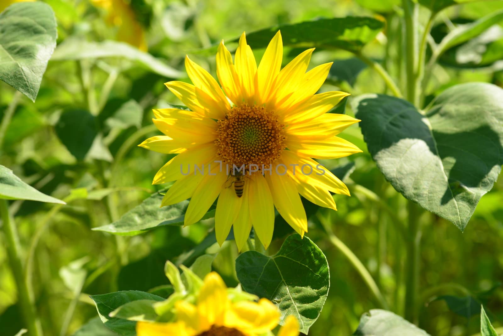 Sunflower flower by nikonite