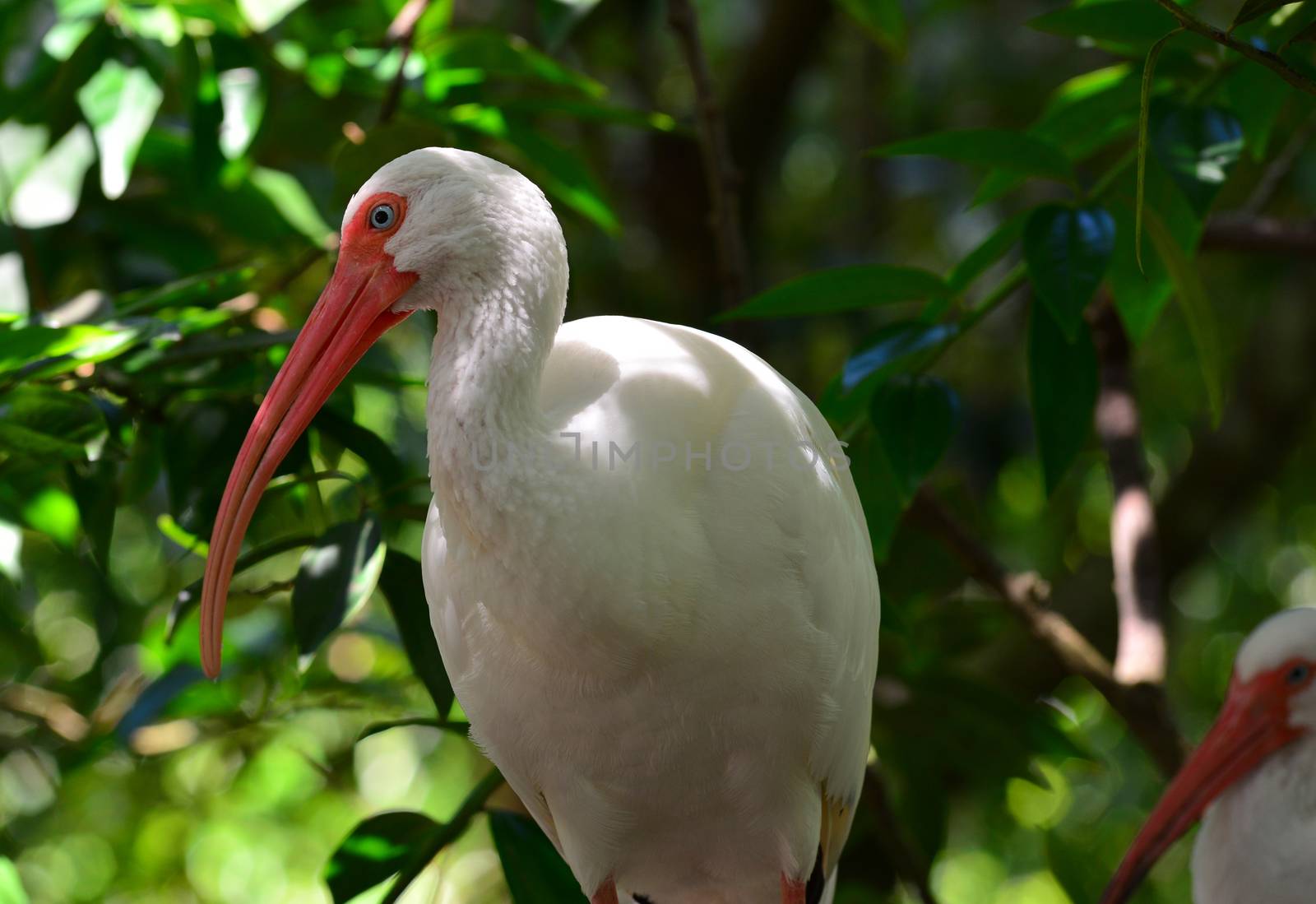 white ibis bird by nikonite