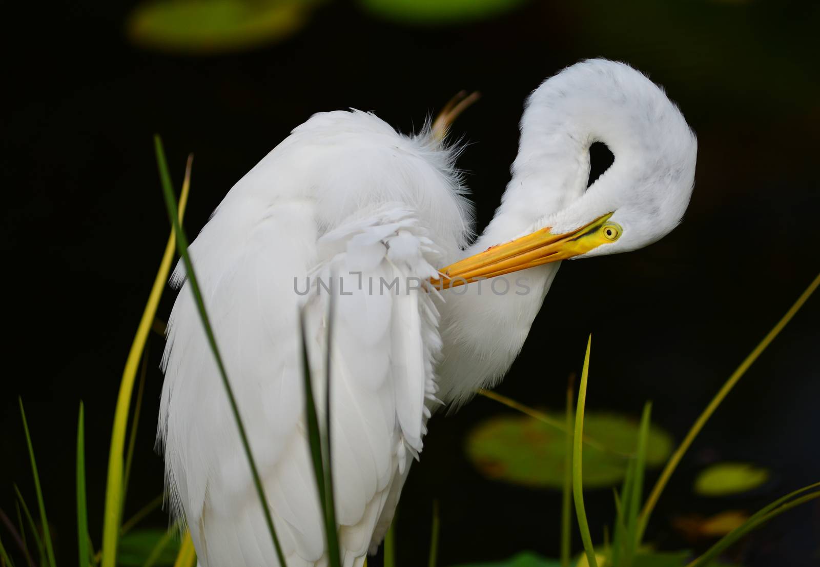 white egret bird by nikonite