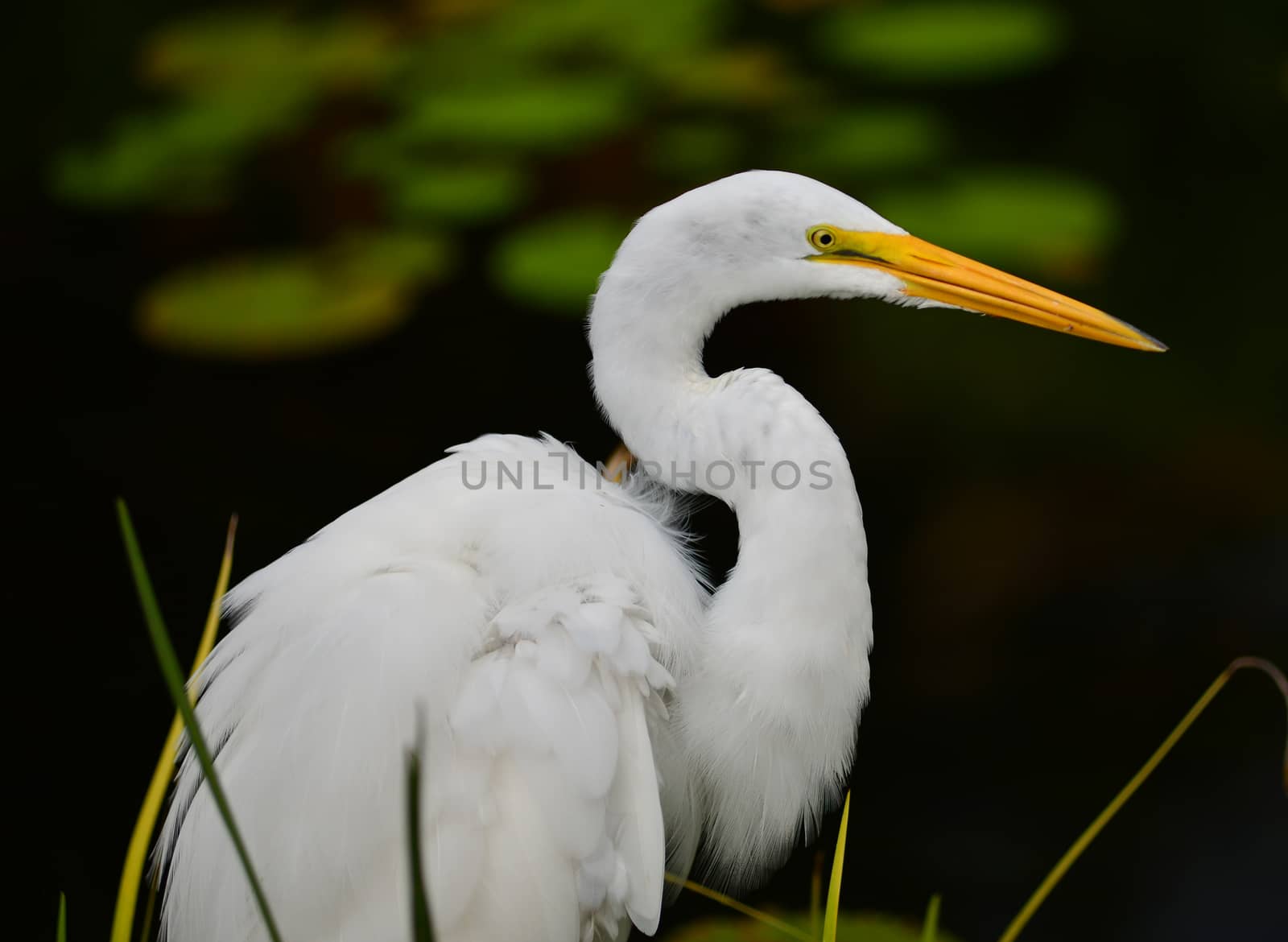 great white egret Ardea alba bird with yellow bill