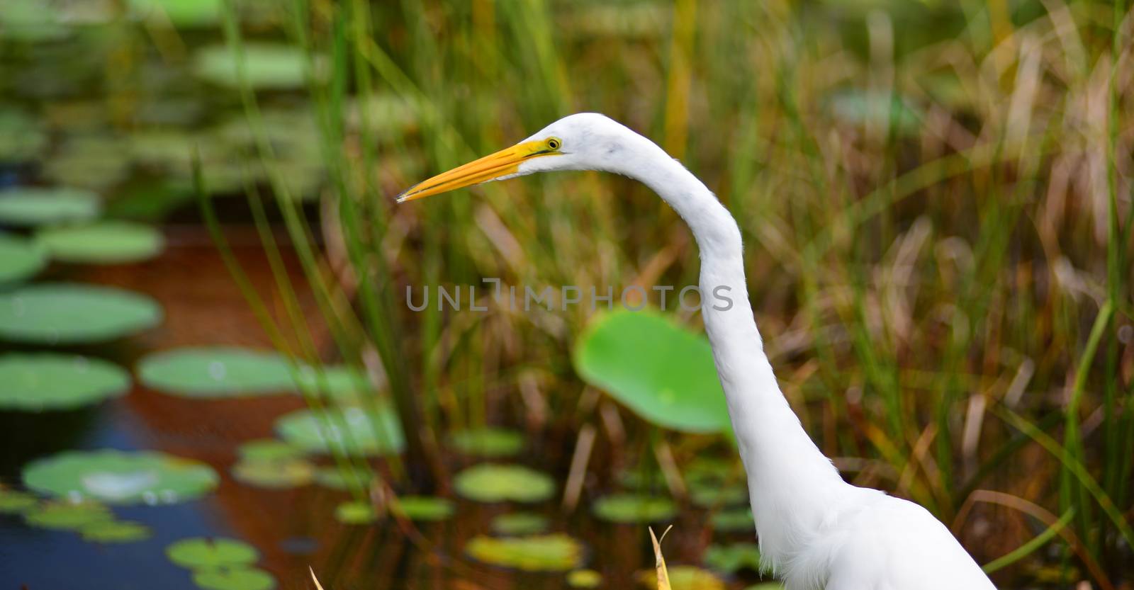 great white egret Ardea alba bird with yellow bill