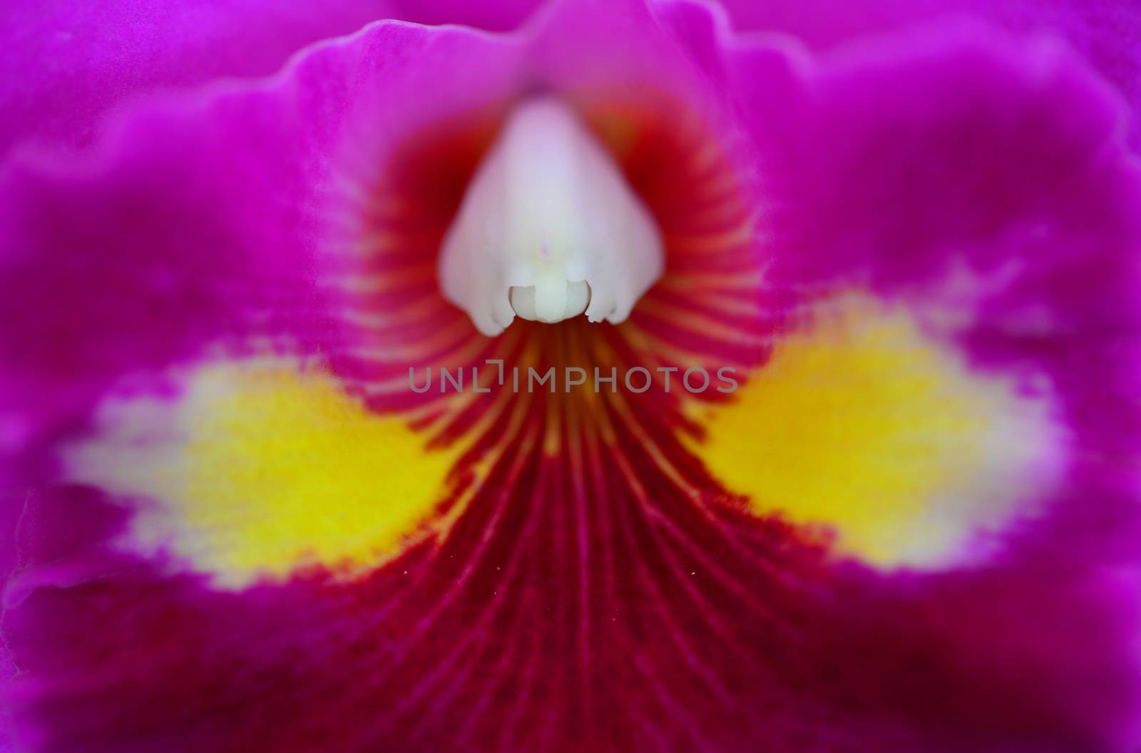 pink yellow orchid flower in bloom in spring