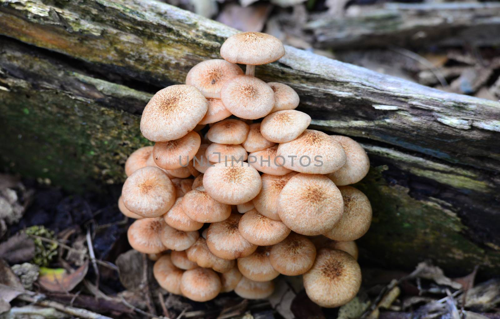 Brown poisonous bracket mushroom fungi growing on a tree Bark