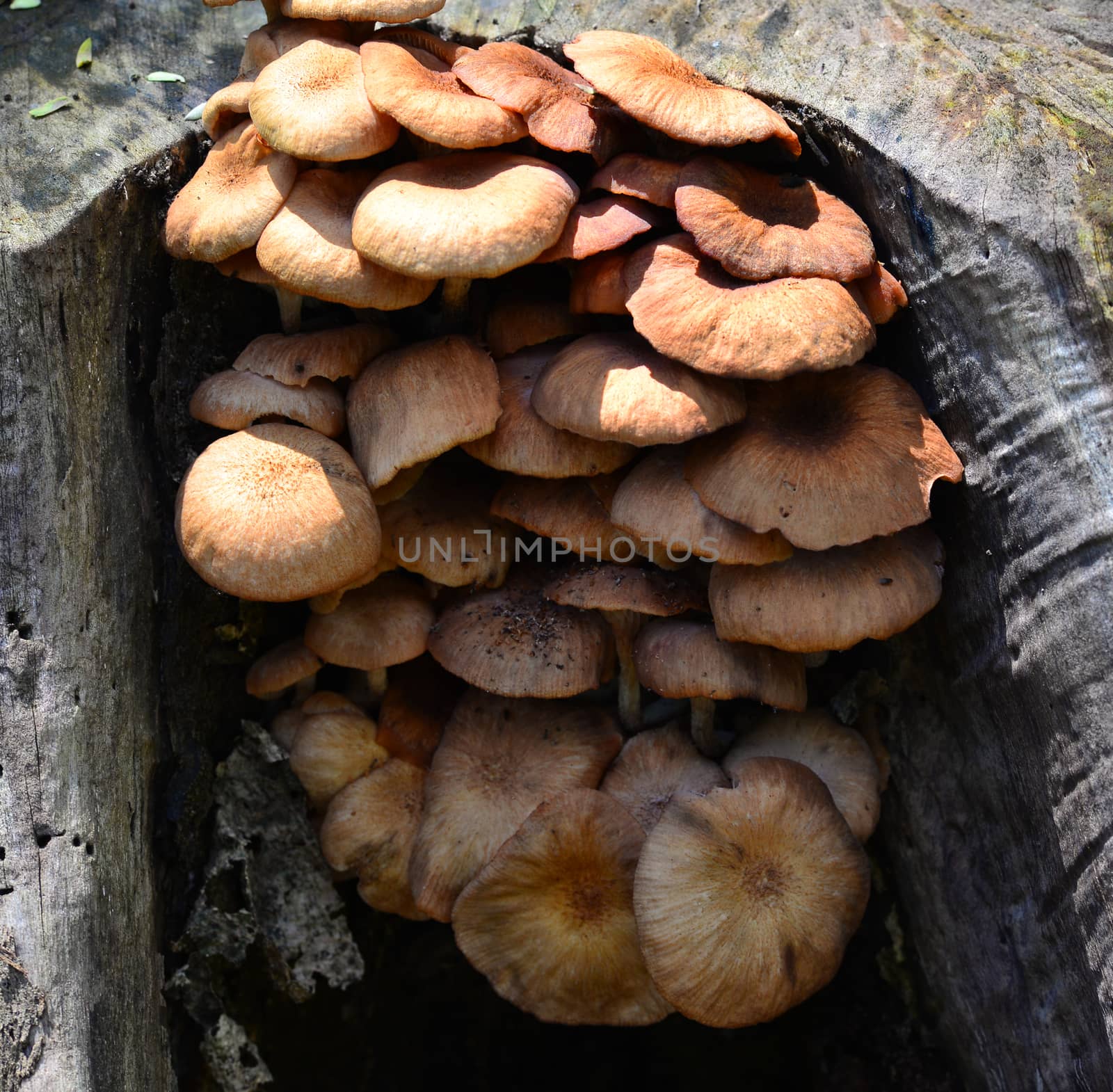 Brown poisonous bracket mushroom fungi growing on a tree Bark