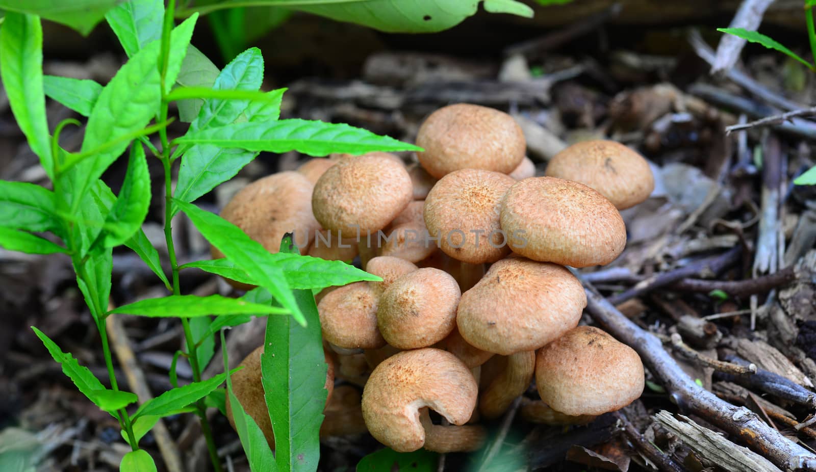 brown mushroom fungus on tree by nikonite