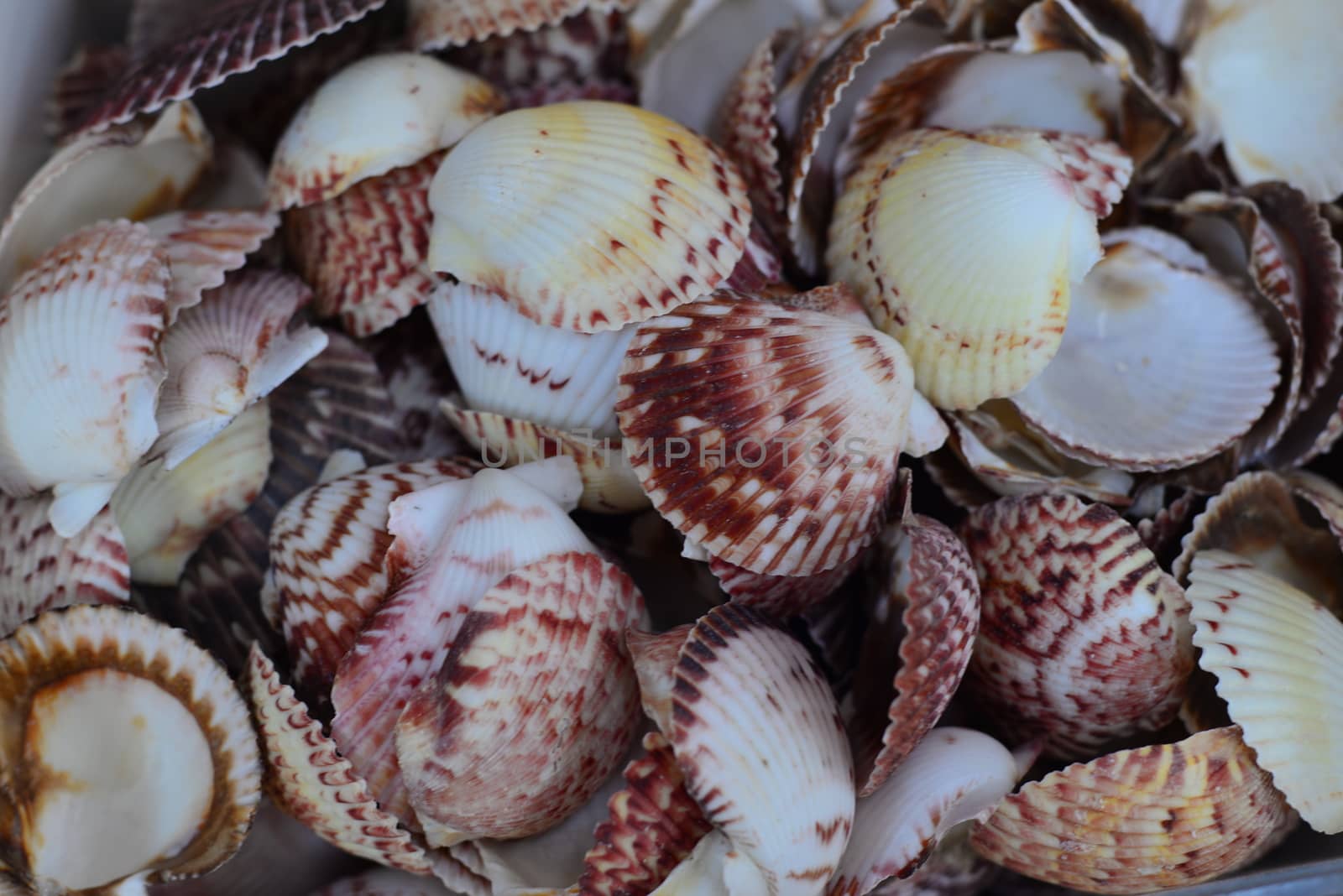 brown beach conch shells collection for decoration