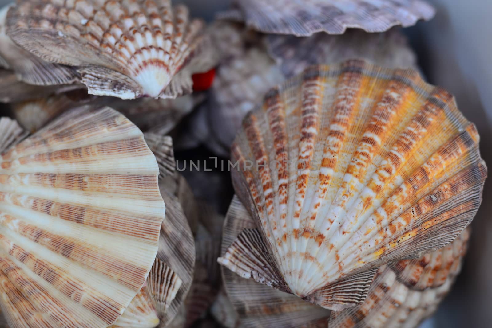 brown beach conch shells collection for decoration