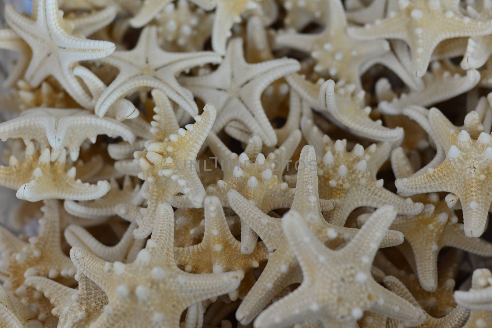 beach conch starfish shell by nikonite