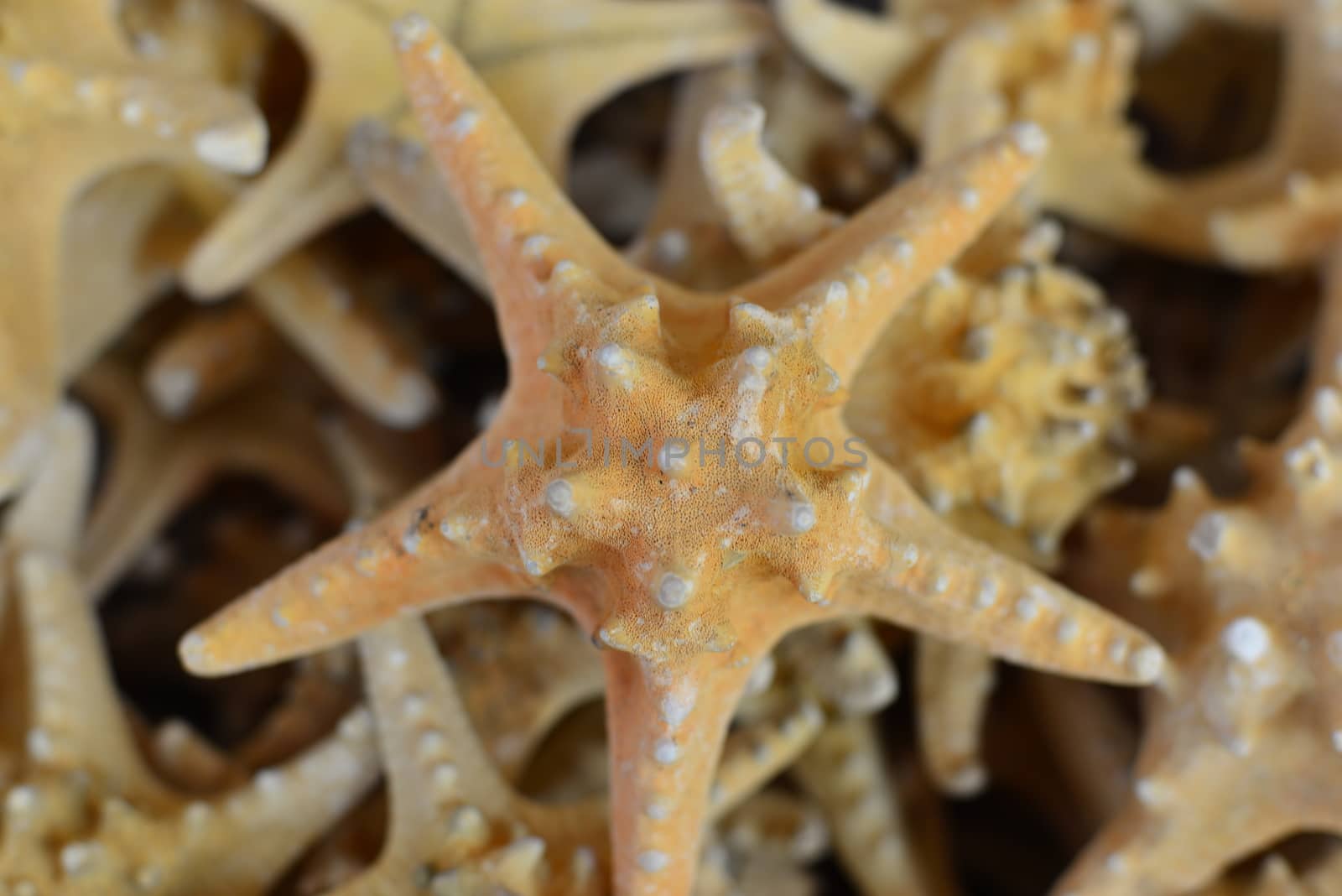 beach conch starfish shell by nikonite