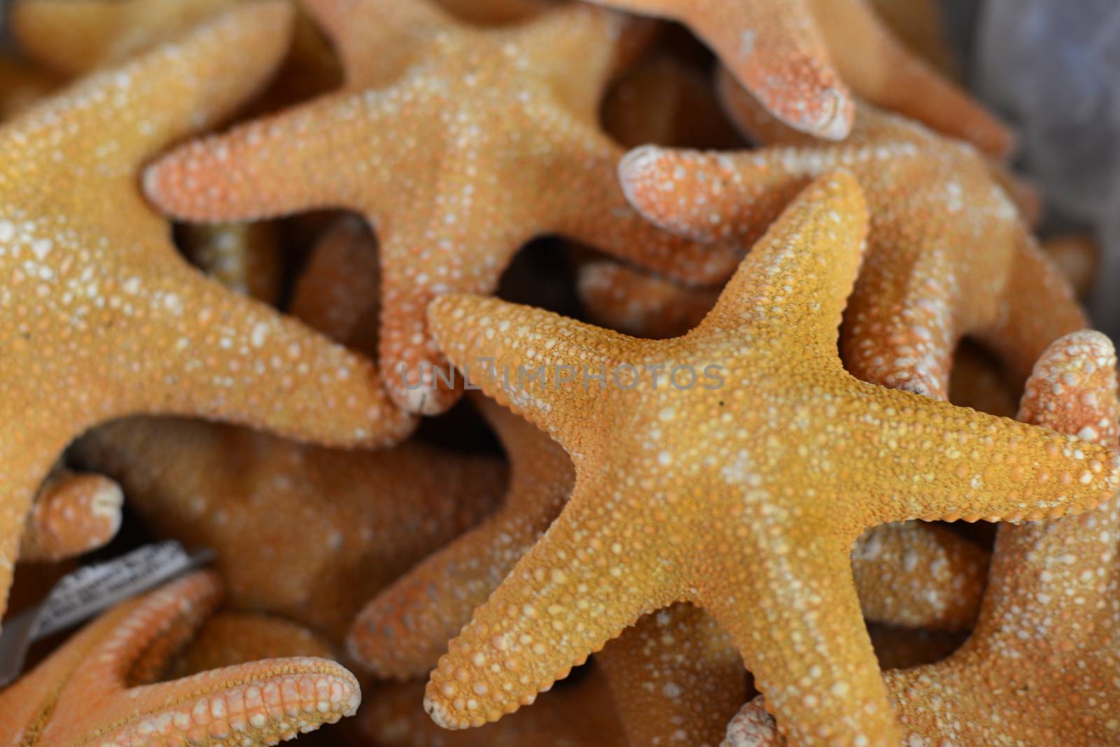 beach conch starfish shell by nikonite