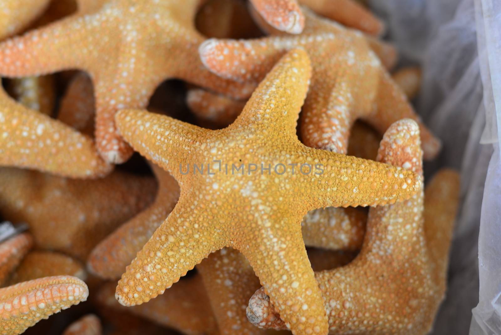 beach conch starfish shell by nikonite