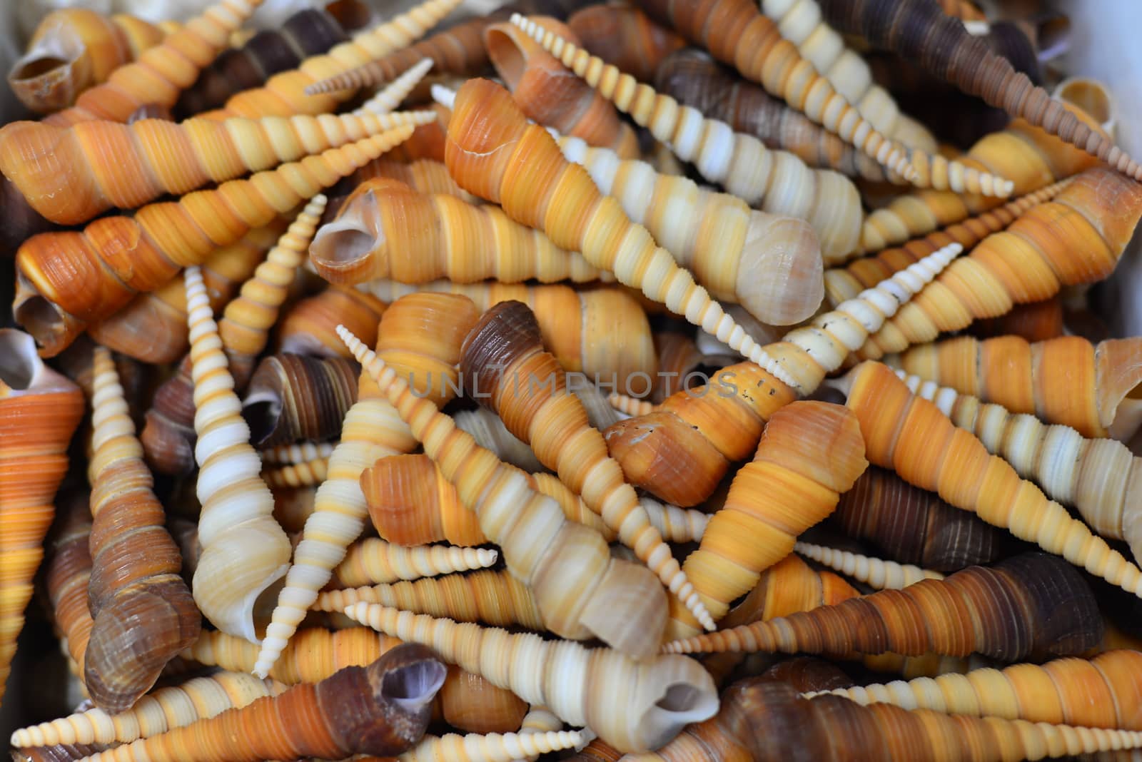 beach conch shells by nikonite