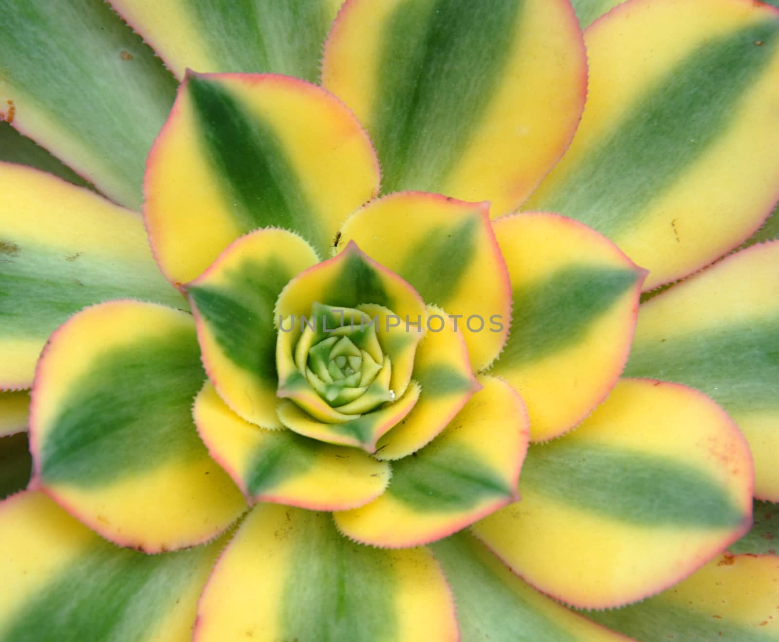 green yellow Aeonium Sunburst succulent plant leaf closeup showing symmetry pattern