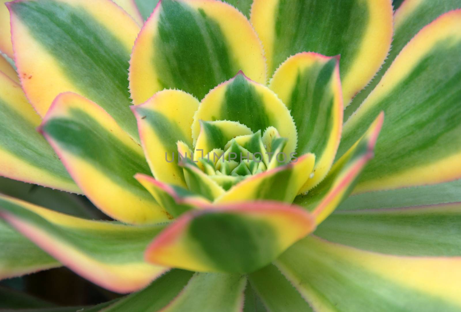 green yellow Aeonium Sunburst succulent plant leaf closeup showing symmetry pattern