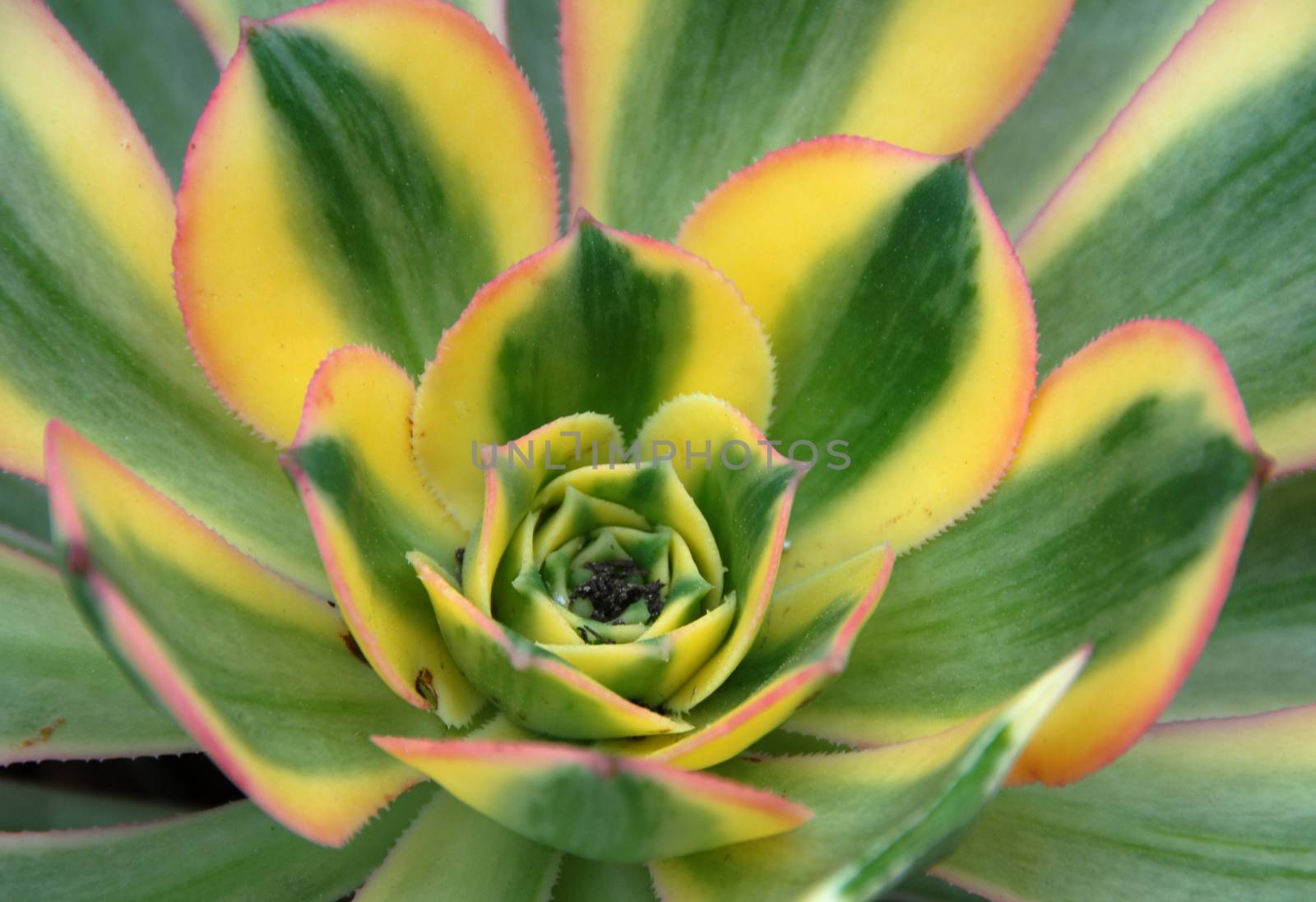 green yellow Aeonium Sunburst succulent plant leaf closeup showing symmetry pattern