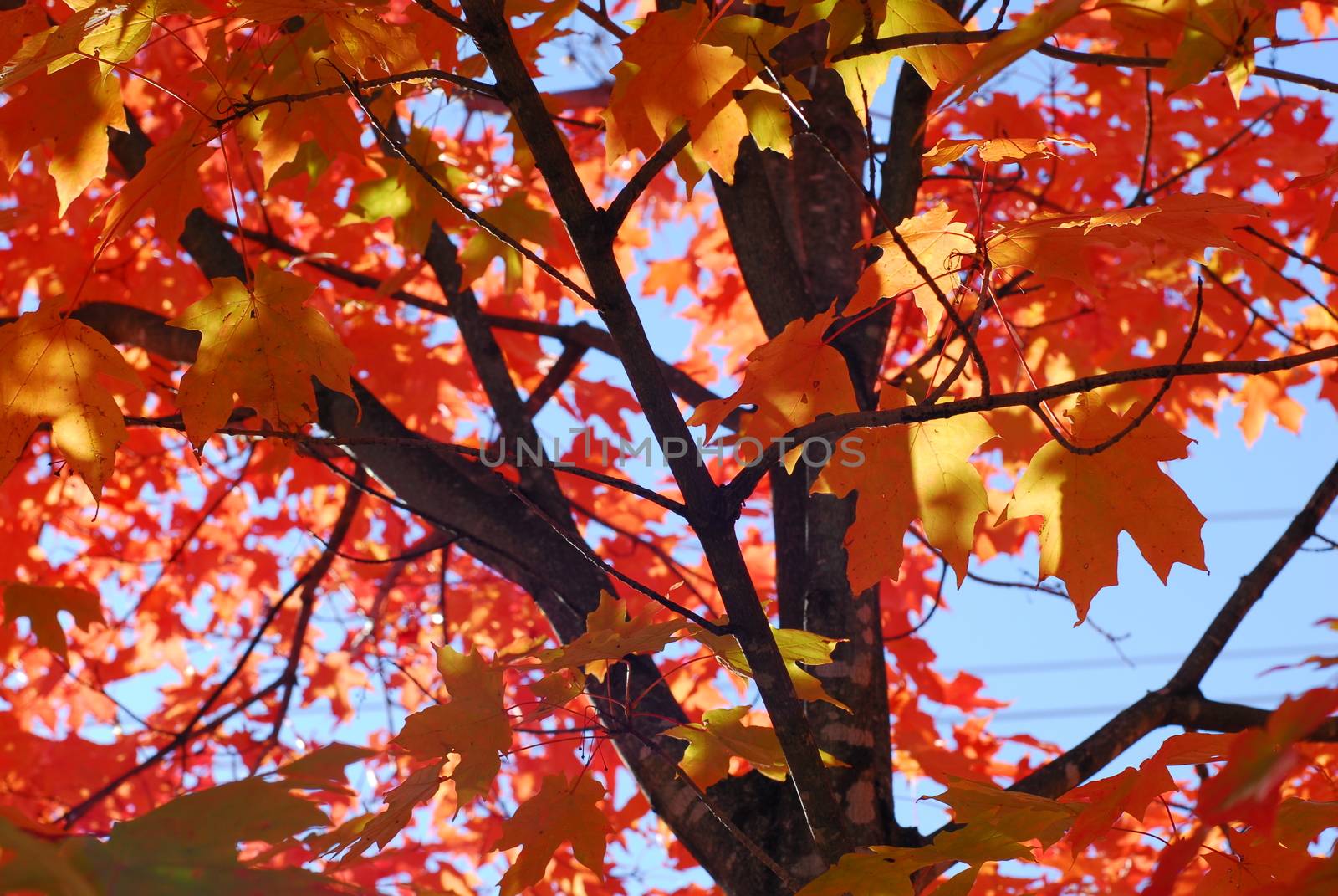 Orange Yellow Fall Foliage colors of Maple tree in Autumn