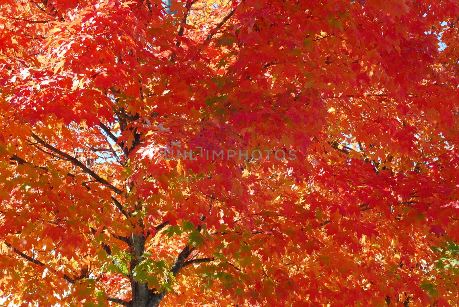 Orange Yellow Fall Foliage colors of Maple tree in Autumn