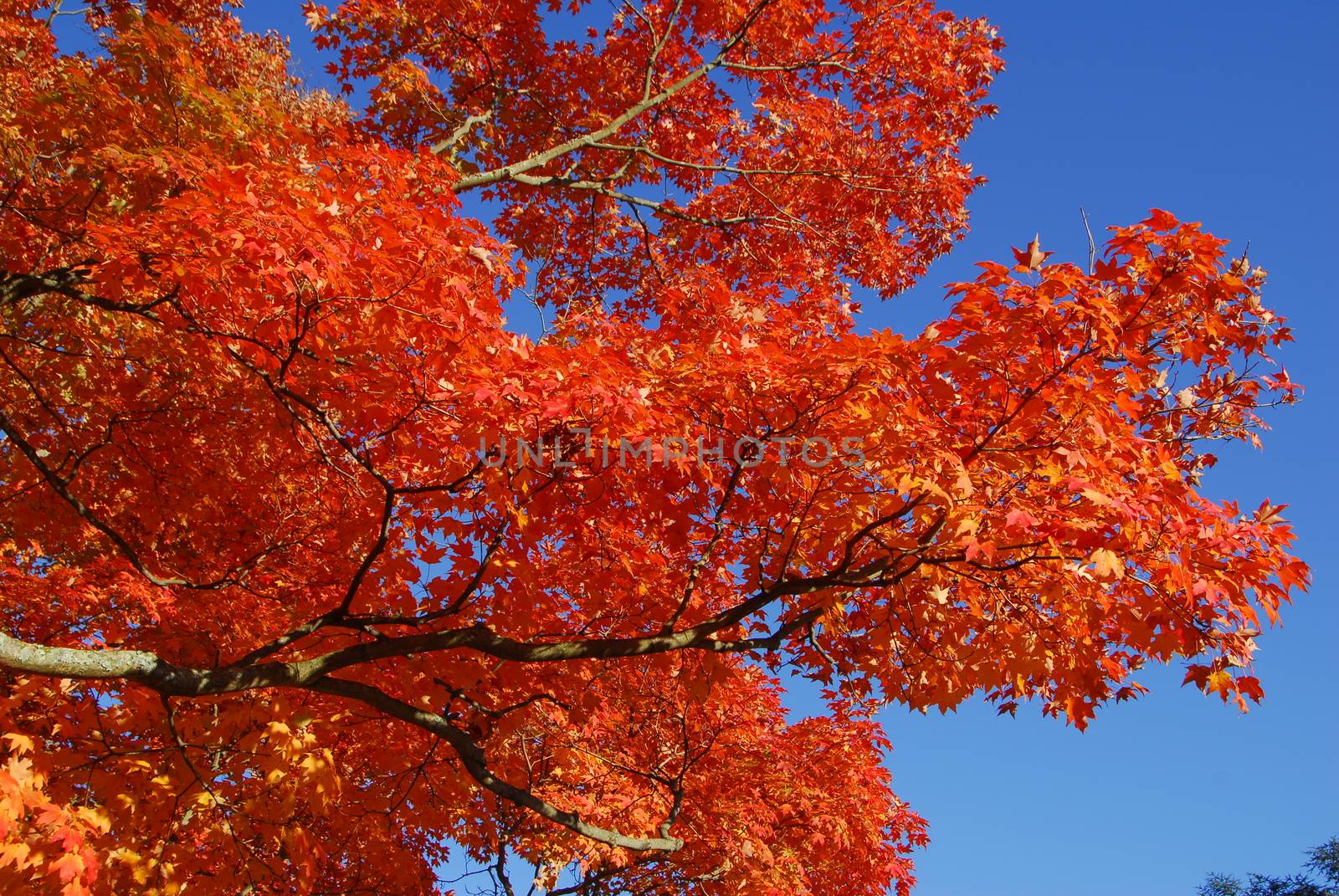 Orange Yellow Maple Tree Fall Foliage by nikonite