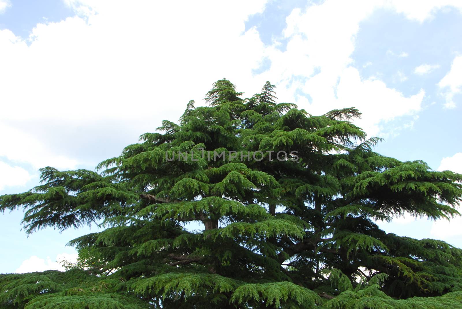 evergreen cedar Tree canopy by nikonite