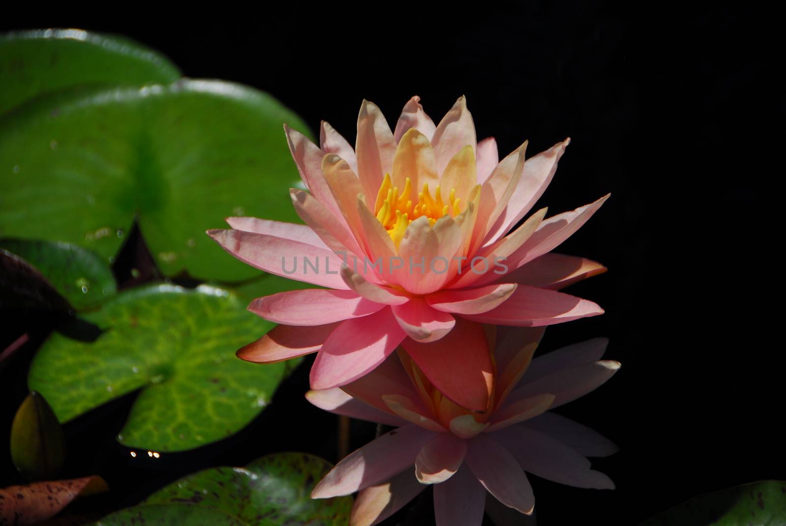 orange yellow water lily flower in bloom in pond