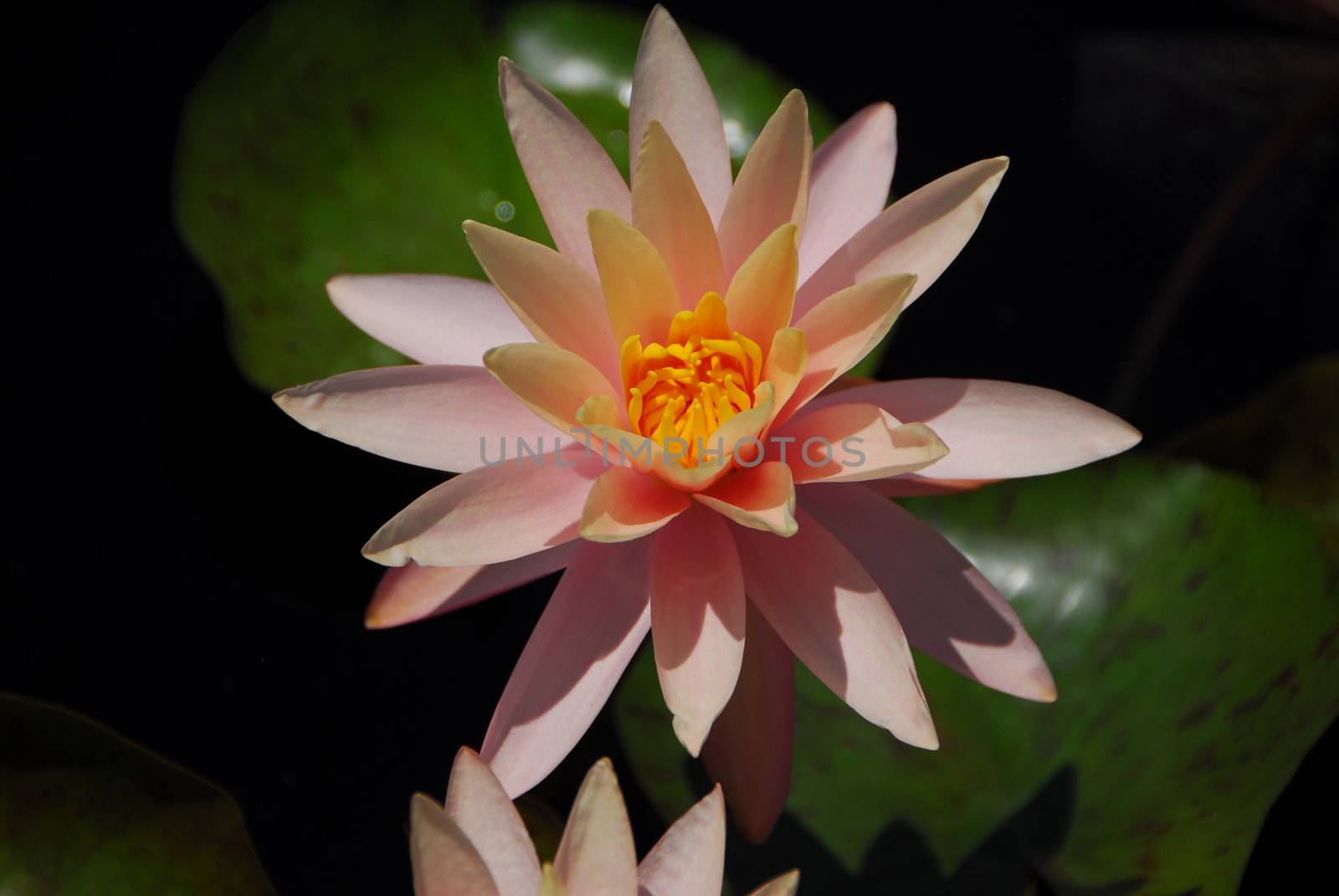 orange yellow water lily flower by nikonite