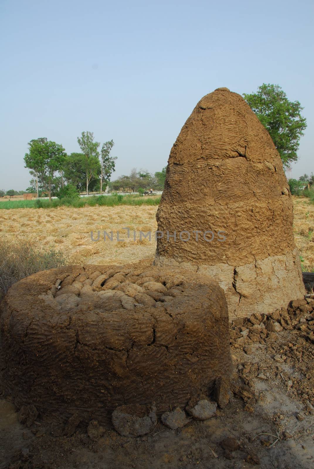 cow dung cake dried to use as fuel in india and other villages in asia