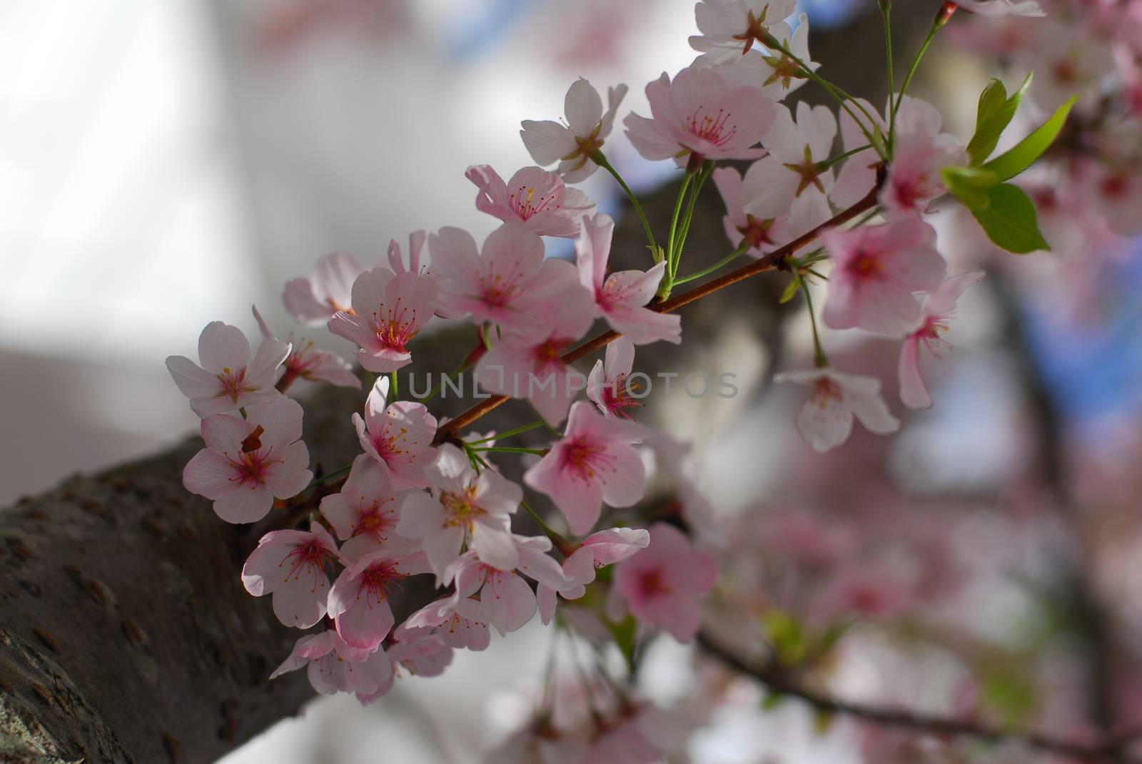 pink white Cherry blossom flower in bloom in spring