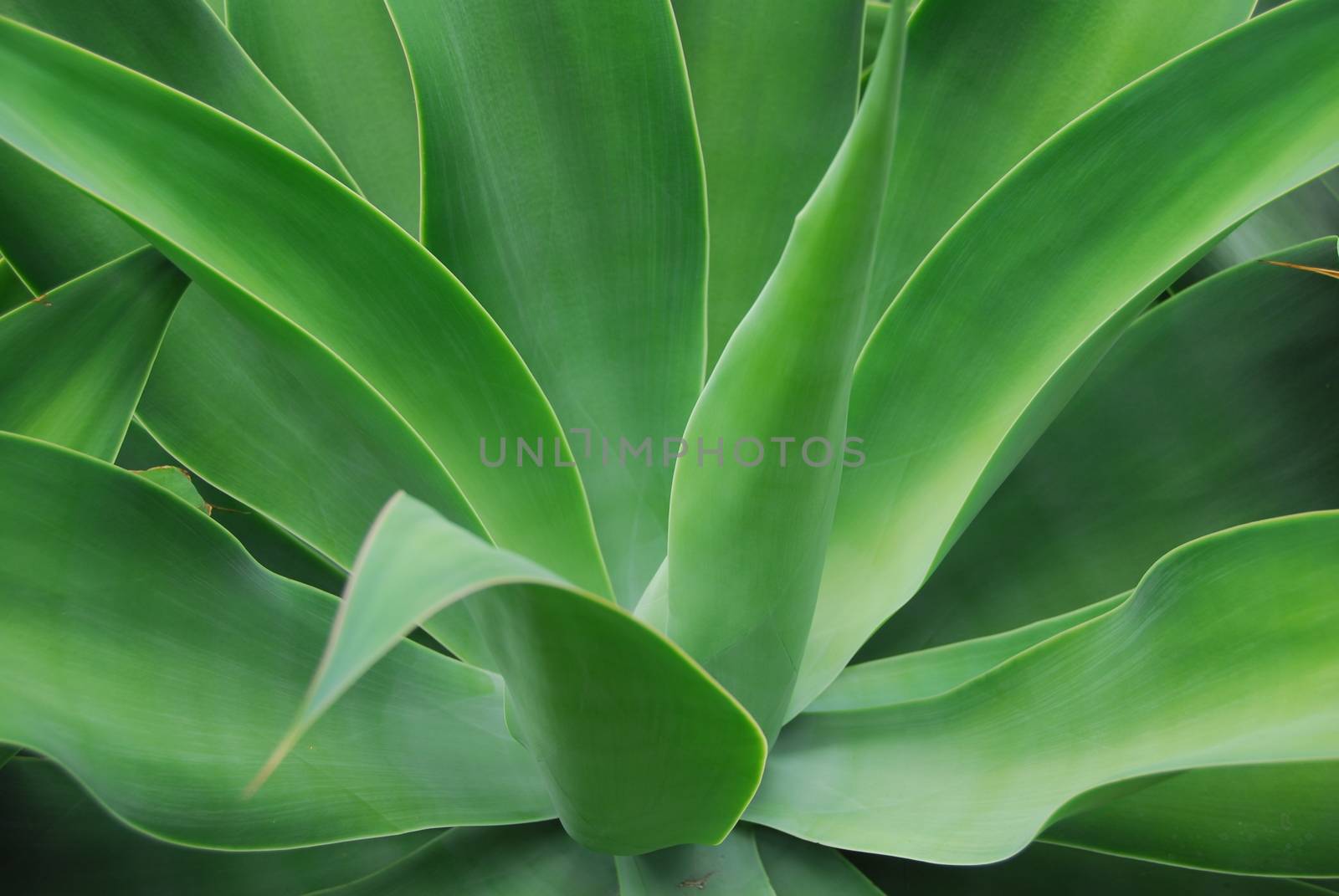 green aloe succulent plant with thick fleshy leaves