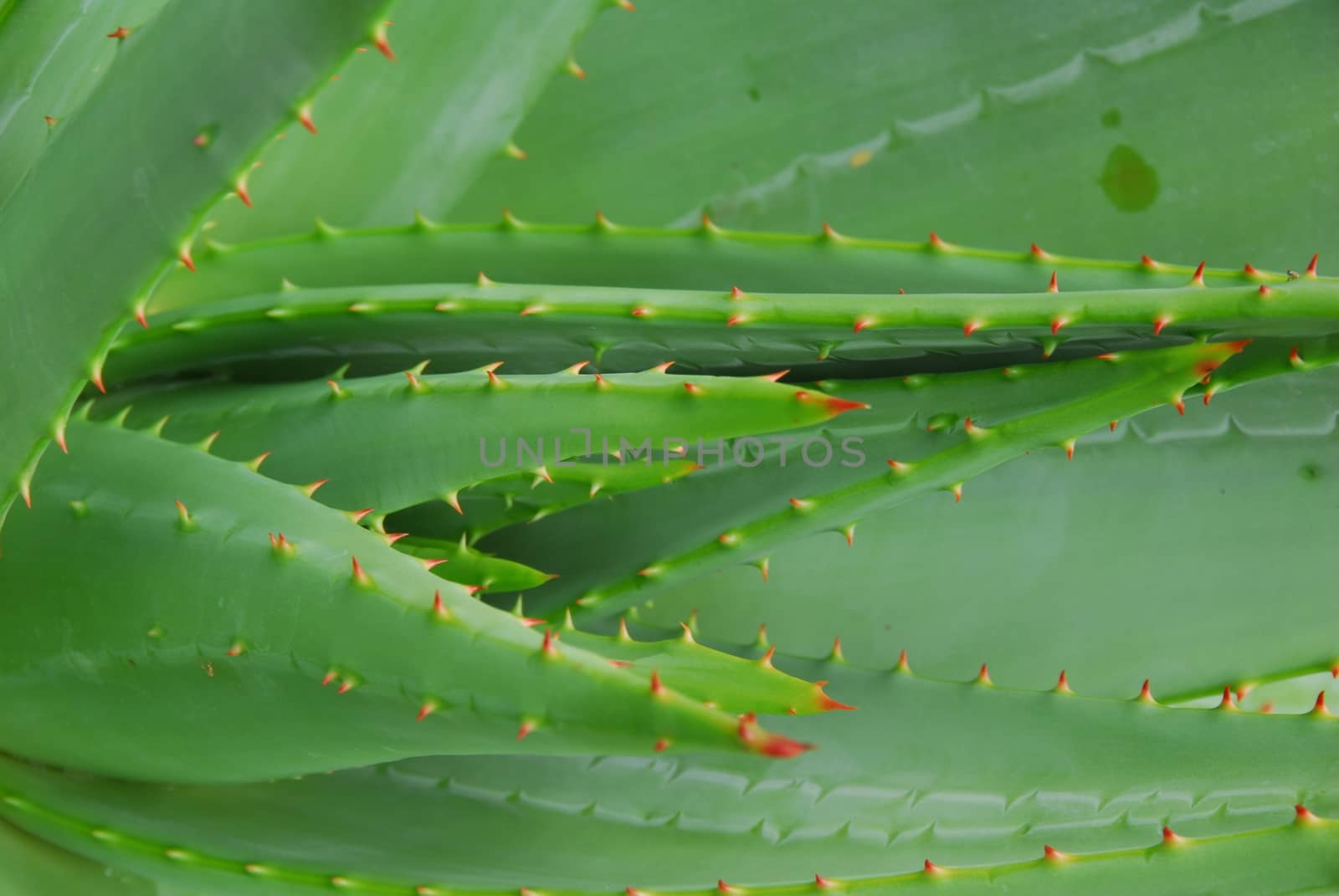 green aloe succulent plant by nikonite