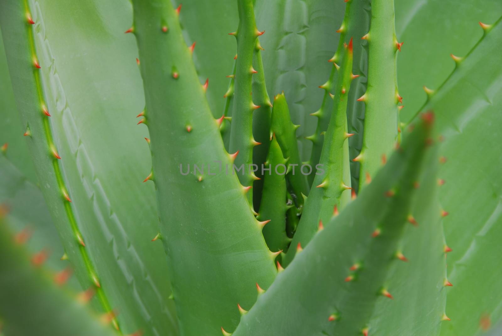 green aloe vera Succulent Plant with red thorns
