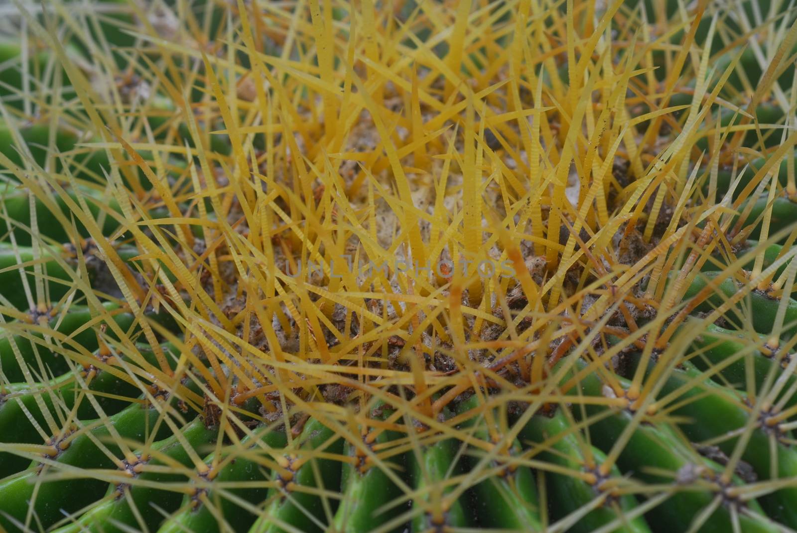 closeup of green cactus plant with sharp thorns