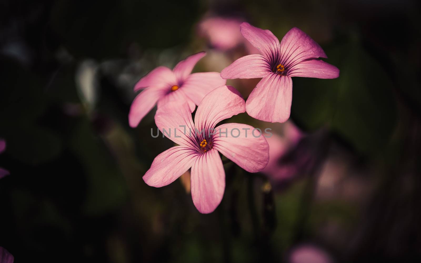 pink oxalis flower close up by Seva_blsv