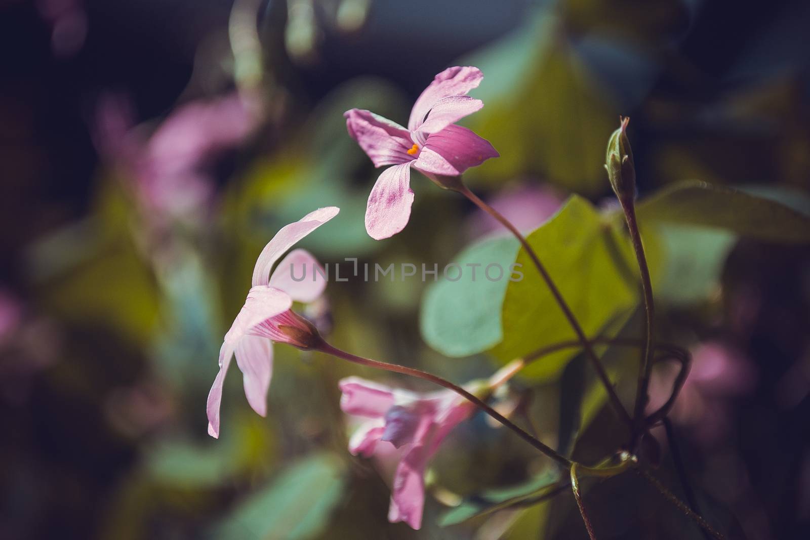 light pink oxalis flower close up by Seva_blsv