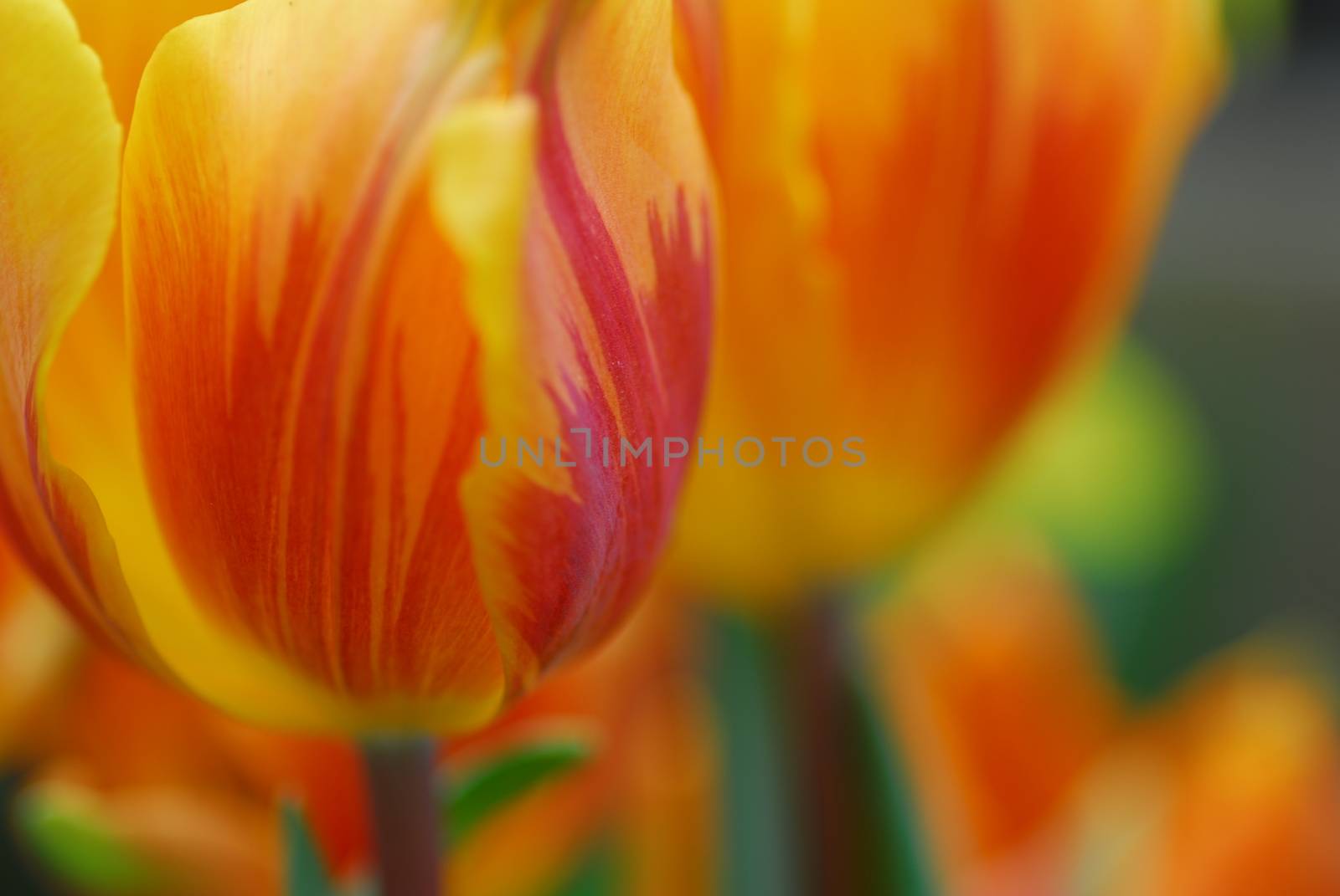 Red Yellow tulip flower in bloom in spring