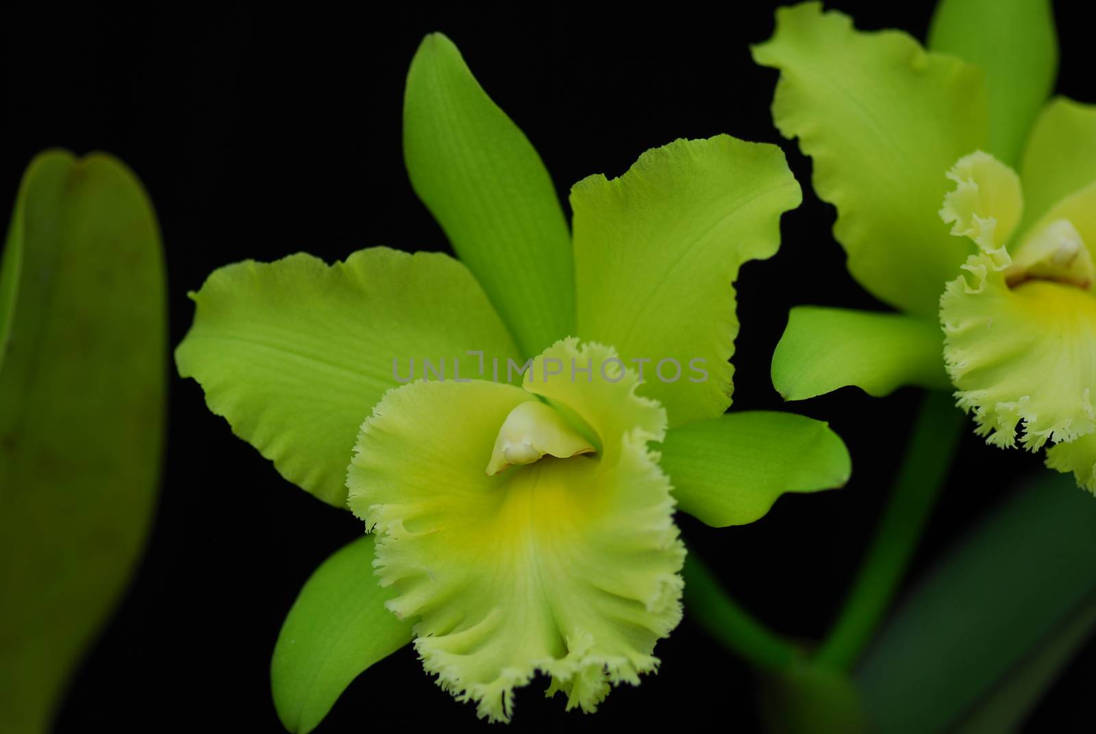 Green Cattleya orchid flower by nikonite