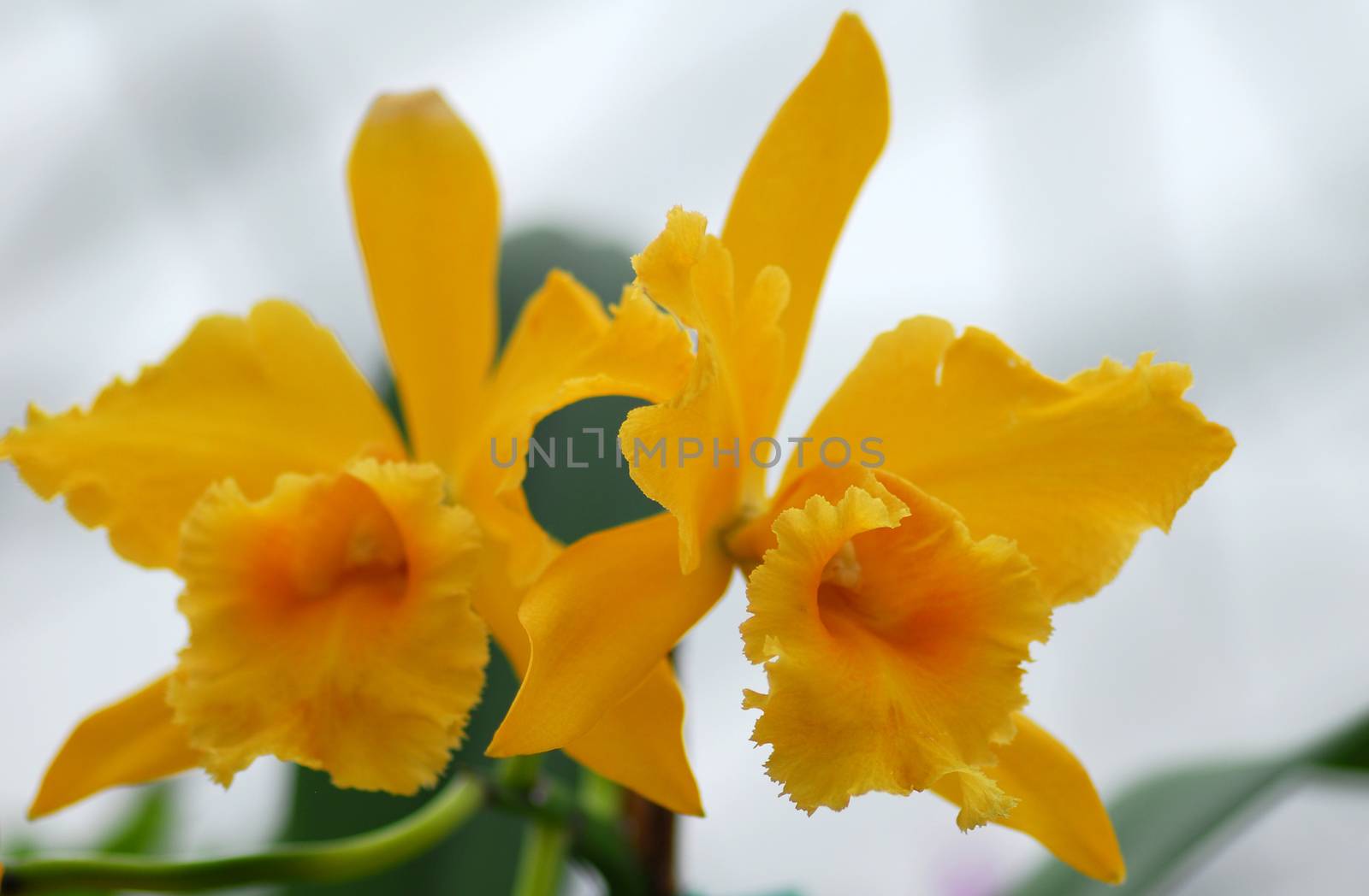 Yellow Cattleya orchid flower in bloom in spring