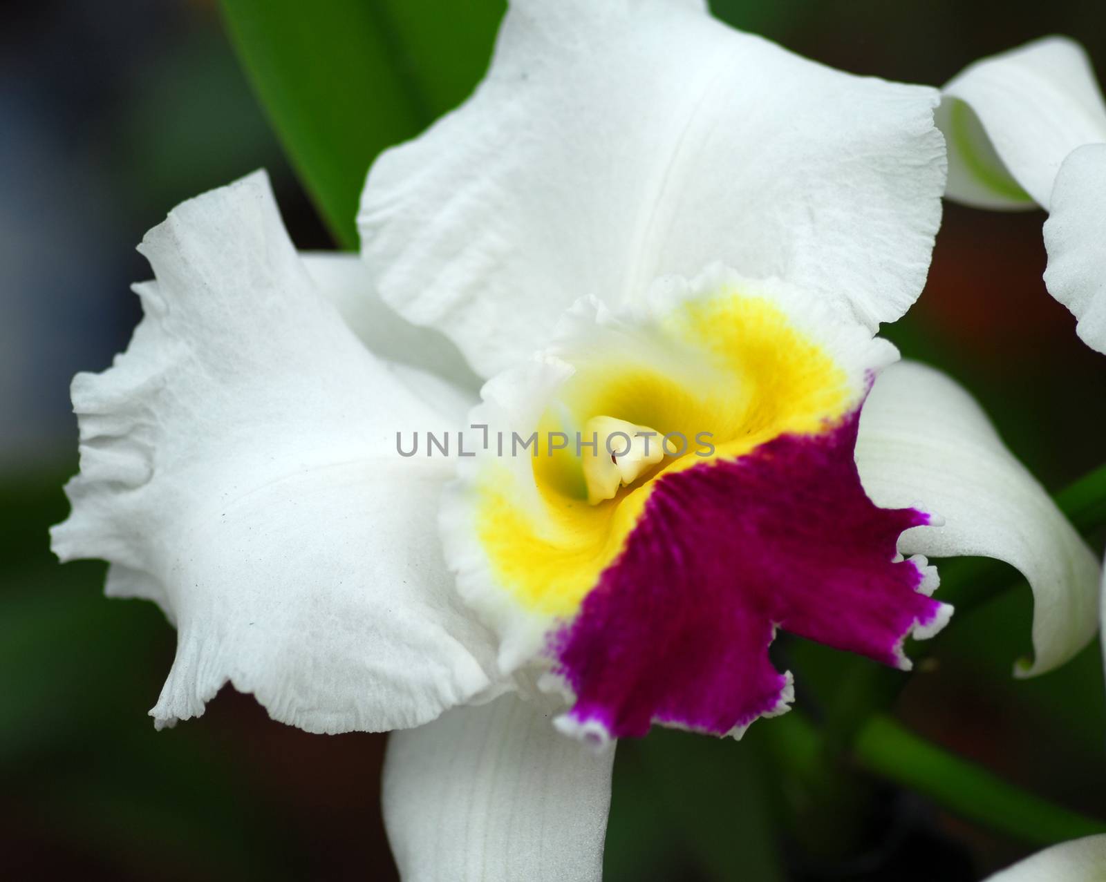 cattleya white yellow magenta orchid flower in bloom in spring