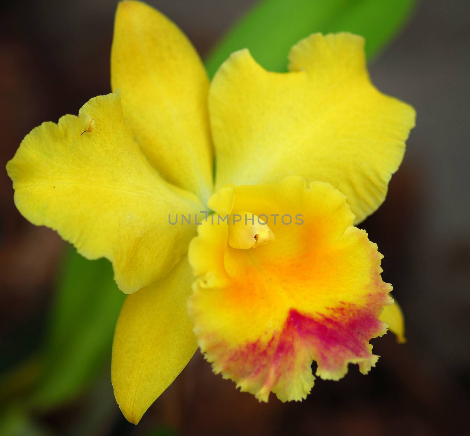 Yellow Cattleya orchid flower by nikonite