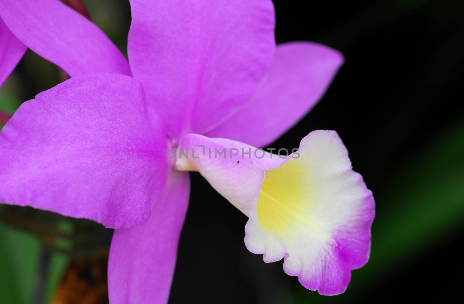 pink yellow cattleya orchid flower in bloom in spring
