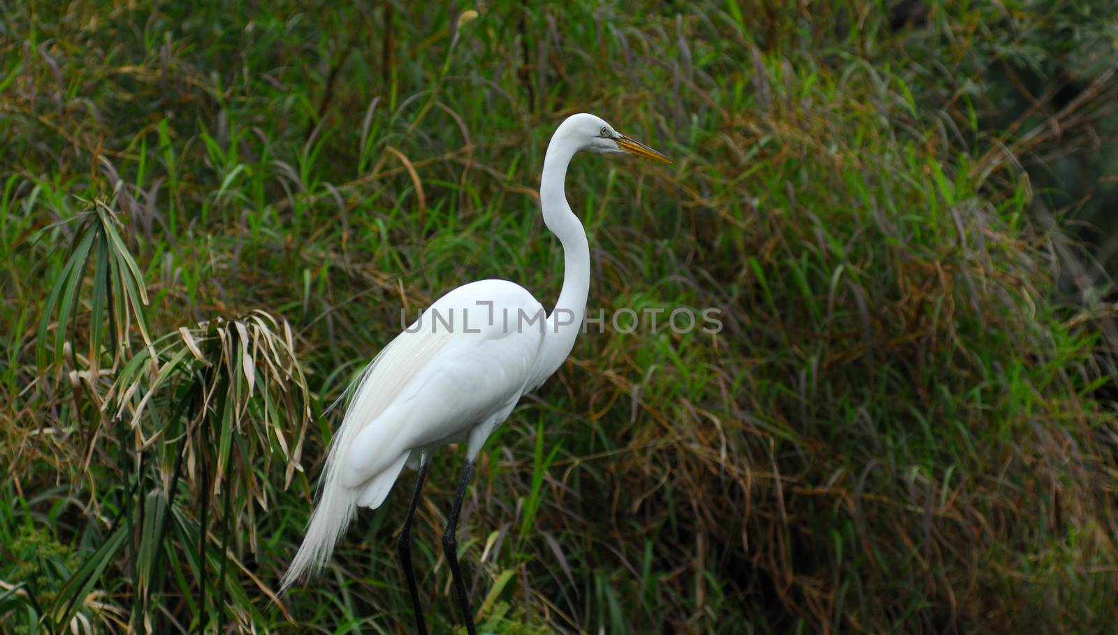 white egret bird by nikonite