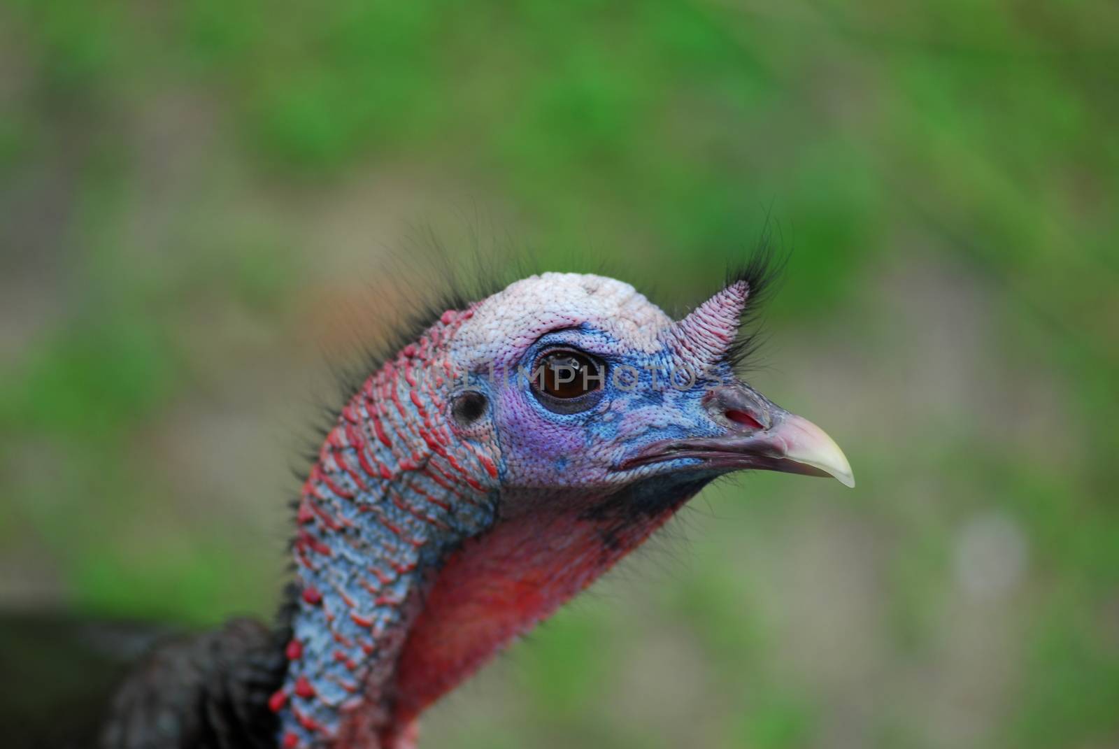 turkey bird head