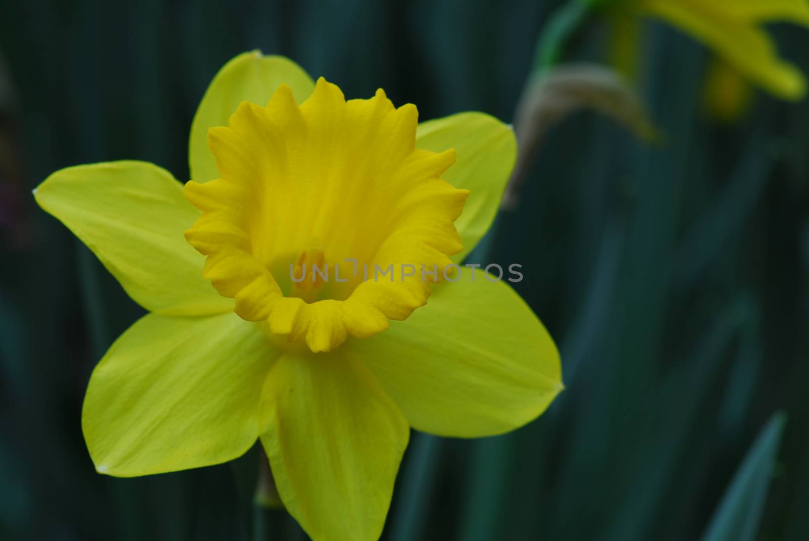 Daffodil Narcissus yellow flower in bloom in spring